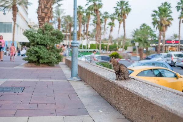 Kedi Otelin Arka Planında Taksi Durağında Oturuyor — Stok fotoğraf