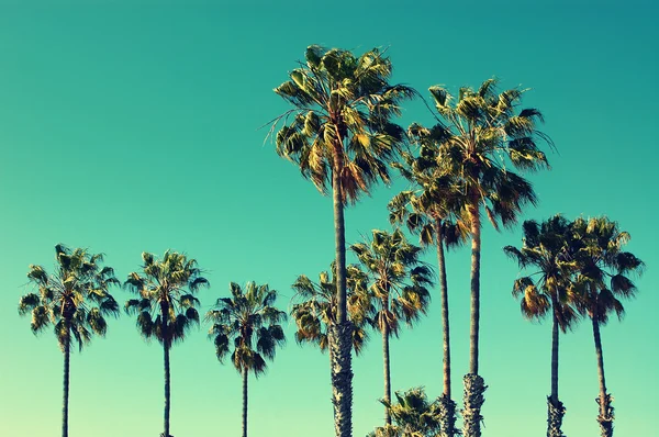 Palmy v Venice Beach, Kalifornie Stock Fotografie