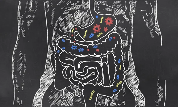 Esbozo de intestinos con bacterias intestinales —  Fotos de Stock