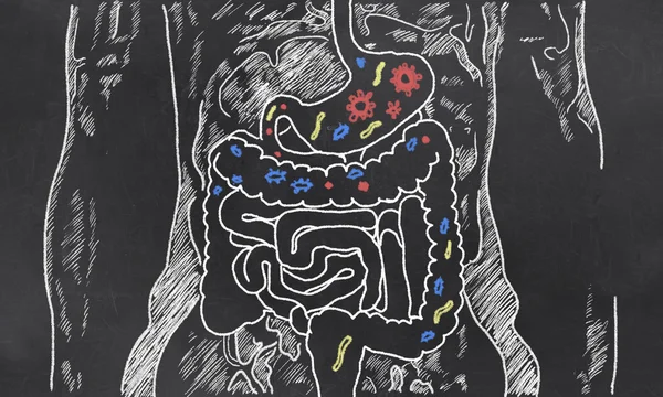 肠道的剪影与肠道细菌 图库照片