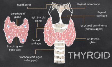 Thyroid Issues on Blackboard clipart