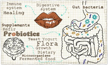 Illustration about the Digestive System and Probiotics clipart