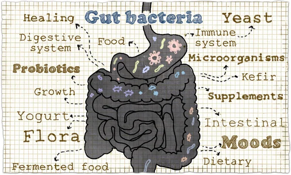 Ilustración sobre las bacterias intestinales —  Fotos de Stock