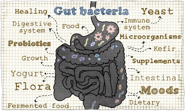 Illustrazione sui batteri intestinali Foto Stock