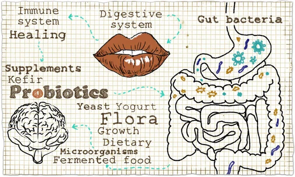 Illustrazione dell'apparato digerente e dei probiotici Immagine Stock