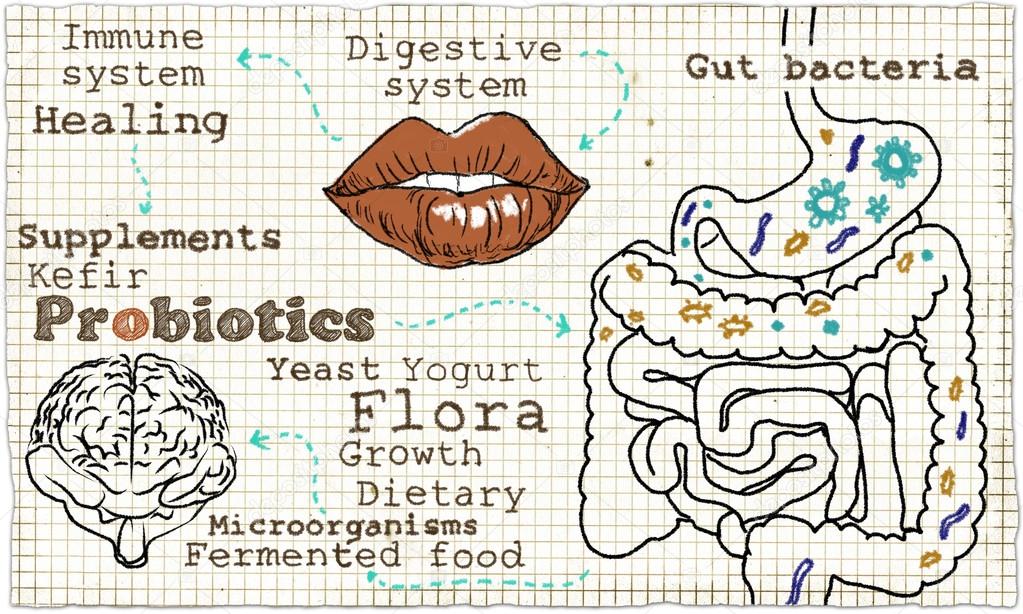 Illustration about the Digestive System and Probiotics