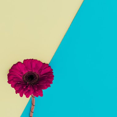 Kağıt arka plan üzerinde parlak gerber çiçek. Minimalizm tarzı