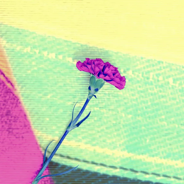 Cravo flor no fundo do tecido. Moda minimalismo — Fotografia de Stock