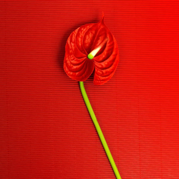 Red Calla flor no fundo vermelho. Detalhes do minimalismo — Fotografia de Stock
