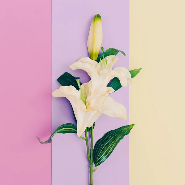 Minimalistische mode. Bloemen. Lily Pastel kleuren trend — Stockfoto