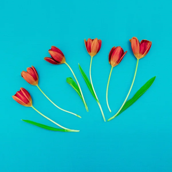 Červené tulipány na modrém pozadí. Minimalismus umění. — Stock fotografie