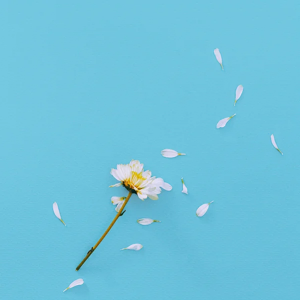 Flor blanca sobre fondo azul. Minimalismo detalles de moda — Foto de Stock