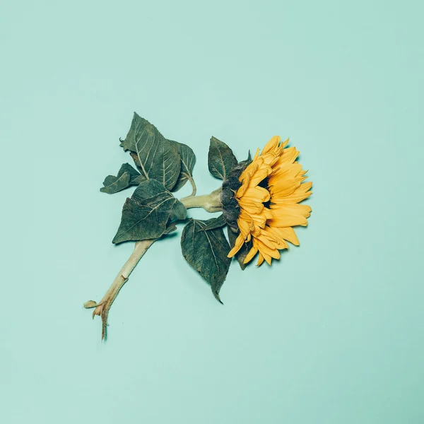 Słonecznik na zielonym tle. Minimalizm sztuki — Zdjęcie stockowe