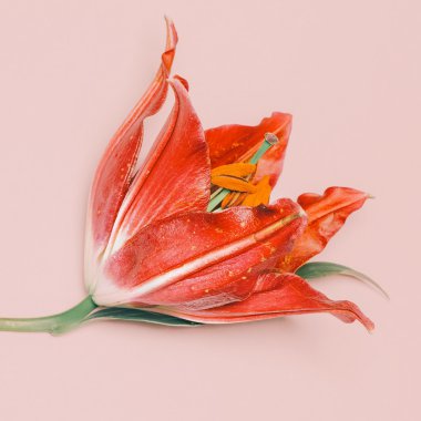 Pembe bir arka plan üzerinde kırmızı Lily. Romantik ruh hali. Minimalizm moda