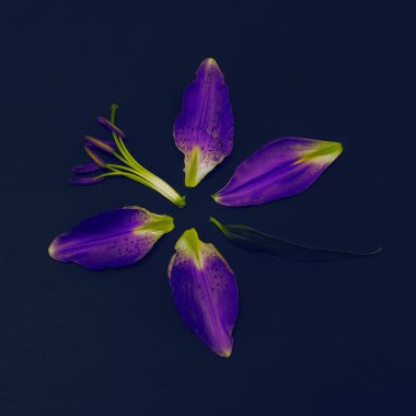 Mor zambaklar. Siyah moda sanat. En küçük ayrıntıları