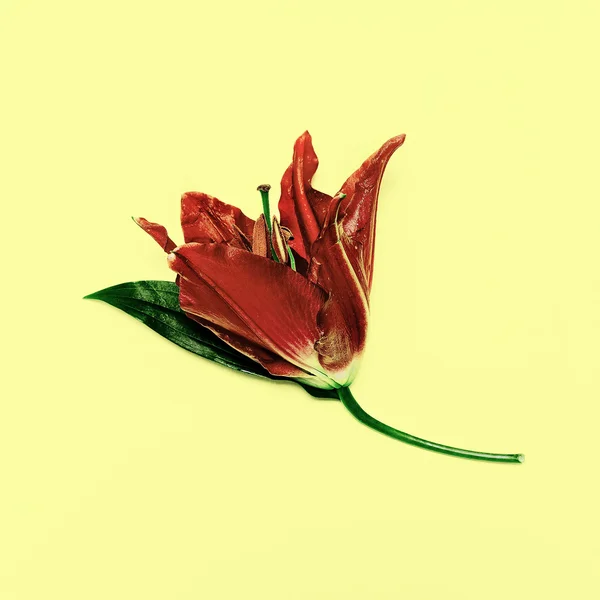 Red lily on yellow background. minimal Fresh — Stock Photo, Image