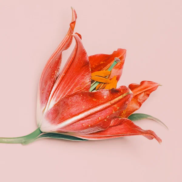 Röd Lily på rosa bakgrund. Romantiska humör. Minimalism mode — Stockfoto