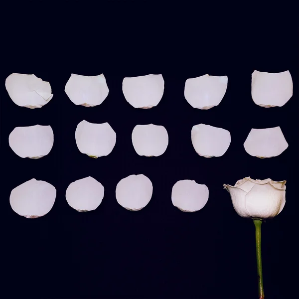 Nastavte. Shromážděte bílou růži. Minimalismus detaily umění. — Stock fotografie