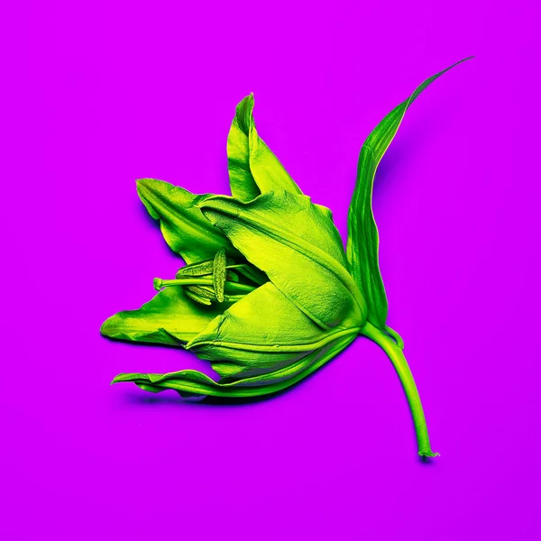 Acid Green Lily. Minimalism fashion — Stock Photo, Image