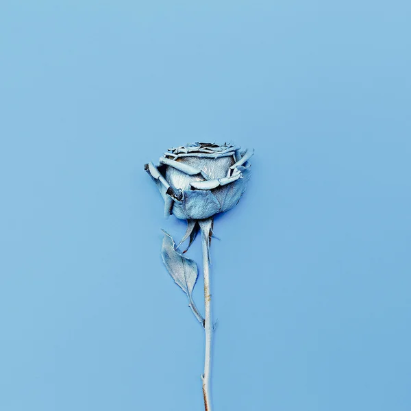 Gefrorene blaue Rose. Minimalismus Mode Kunst. — Stockfoto