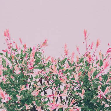 Bloom. Minimalizm moda stil