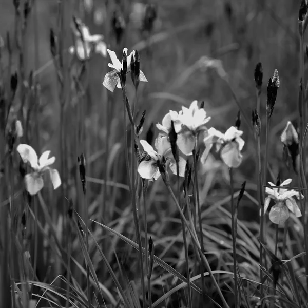 Flowers in the field. Minimalism Details