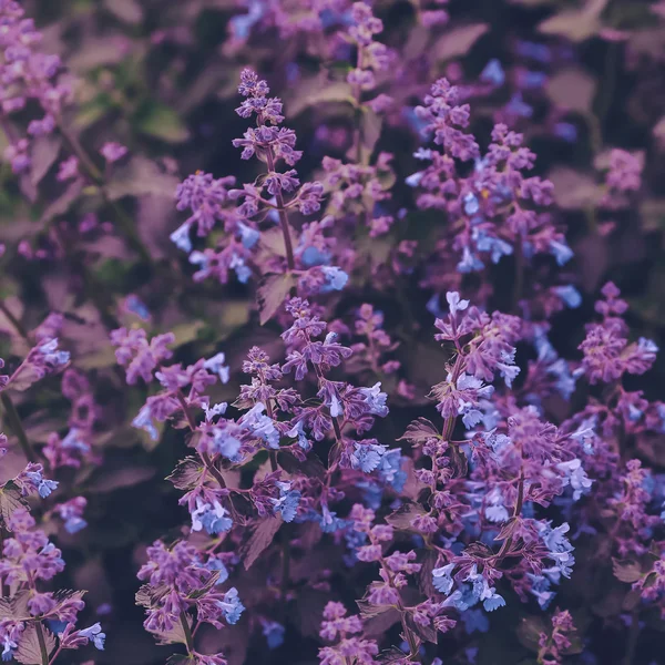 Sfondo floreale viola. Minimalismo moda — Foto Stock