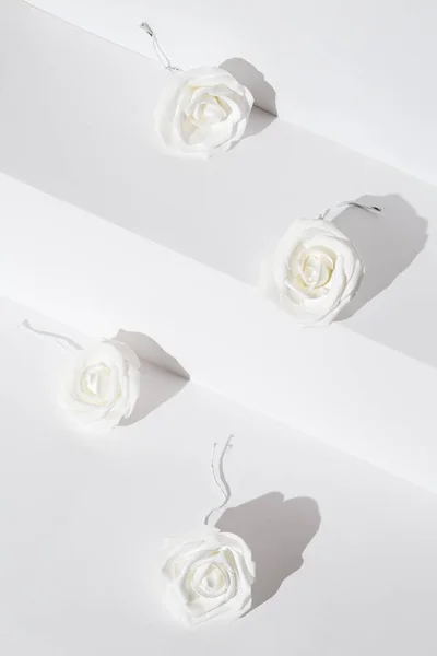 Flores Rosas Mínimas Espacio Sombras Blancas Moda Arte Naturaleza Muerta —  Fotos de Stock