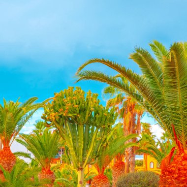 Moda tropikal konumu. Palmiye kaktüsü bölgesi ve mavi gökyüzü. Kanarya adaları. Seyahat reklam afişi duvar kağıdı