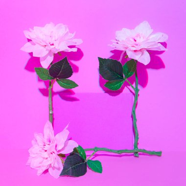 White Roses Flowers in pink with shadows space. Minimalist scene. Bloom, Spring,summer, greeting card concept