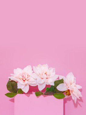 White Roses Flowers in pink space. Minimalist scene. Bloom, Spring,summer, greeting card, invitation concept