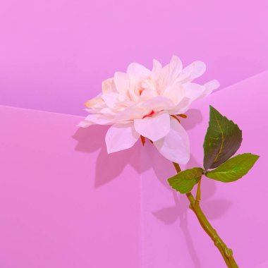 Romantic Decor roses in pink space. Minimalist scene. Bloom, Spring,summer, greeting card, invitation concept. Still life fashion