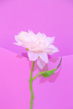 Romantic Decor roses in violet space. Minimalist scene. Bloom, Spring,summer, greeting card, invitation concept. Still life fashion