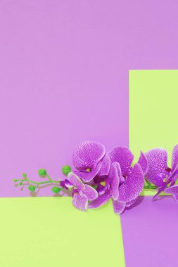 Romantic Decor flowers calla in vertical geometry space. Minimalist scene. Bloom, Spring,summer, greeting card, invitation concept.