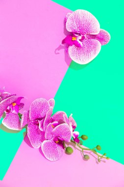 Decor flowers calla in vertical geometry space. Minimalist scene. Bloom, Spring,summer, greeting card, invitation concept.