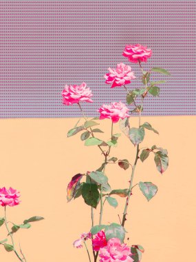 Pembe güller asgari duvar kağıdı. Çiçek açan bahar yaz konsepti