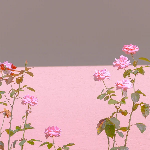 Pink roses garden minimal wallpaper. Bloom flowers spring summer concept