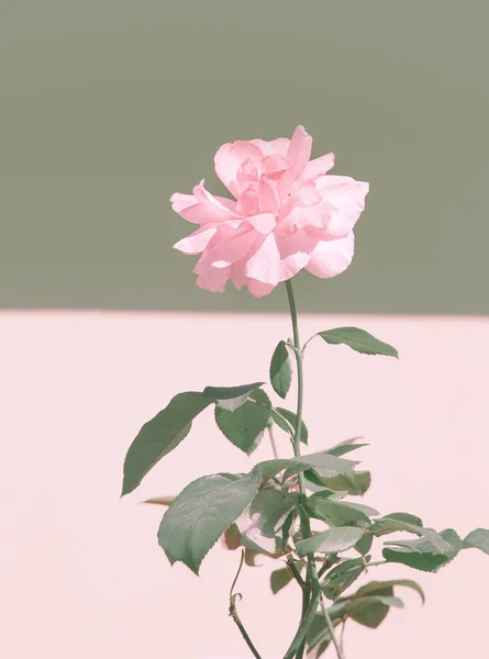 Pink Roses Minimal Wallpaper Bloom Flowers Spring Summer Concept — 스톡 사진