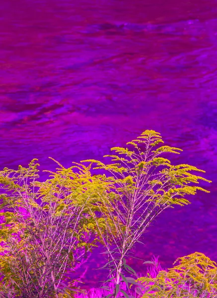 Kwitnąca Tapeta Mimozy Wiosna Lato Natura Tło Minimalna Koncepcja — Zdjęcie stockowe