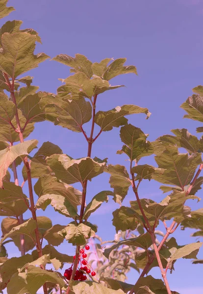 Viburnum Berry Papel Parede Mínimo Bio Eco Natureza Conceito Vida — Fotografia de Stock
