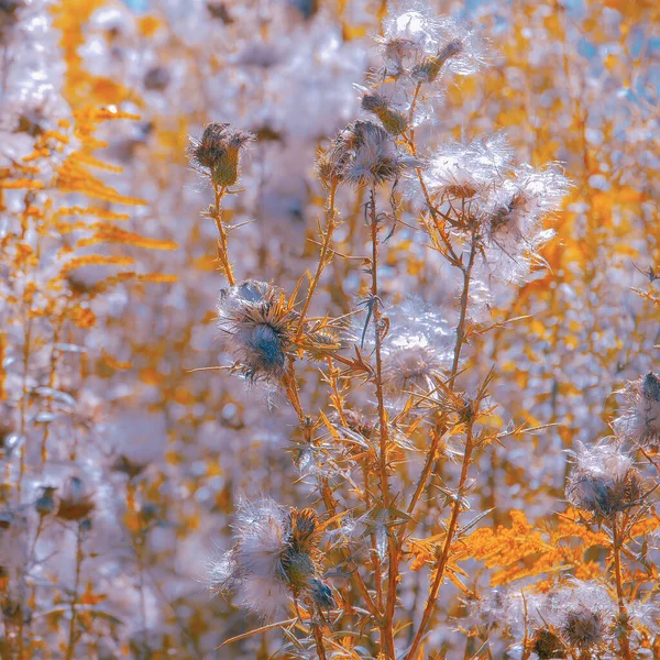 野生の野花の背景 バイオエコライフコンセプト — ストック写真