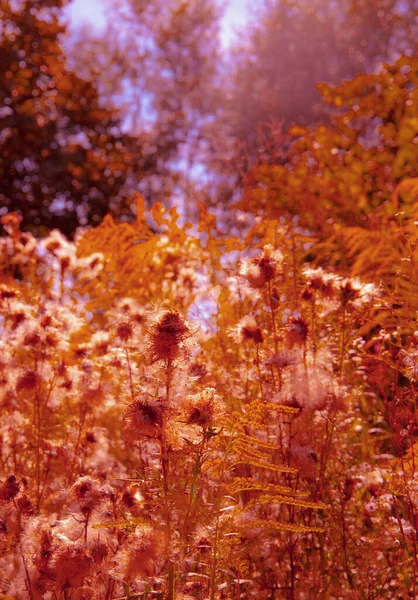Dzikie Kwiaty Tle Bio Ekożycie Natura Koncepcja — Zdjęcie stockowe