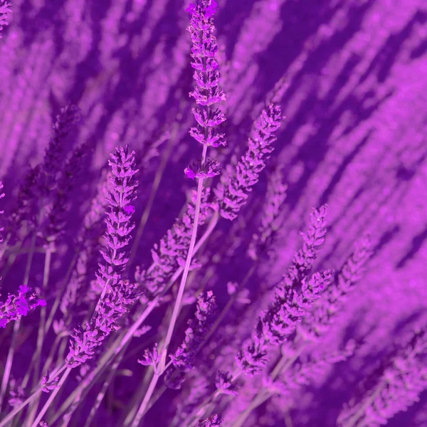 Lavender Flowers Wallpaper Purple Aesthetic Bio Eco Nature Minimal Concept — 图库照片