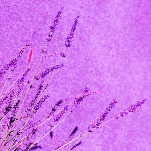 Шпалери Квітів Лаванди Фіолетова Естетика Біоекологічна Природа Мінімальна Концепція — стокове фото
