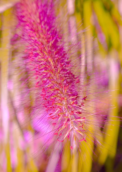 Purple Wildflowers Behang Natuurliefhebber Concept Kunst Reizen Europa — Stockfoto