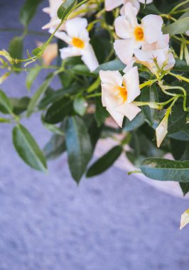 Doğa biyo beyaz çiçekleri arka plan duvar kağıdı. Bitki sever. Seyahat et. Avrupa