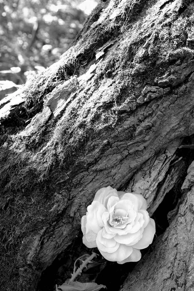 Moda Rosas Papel Parede Preto Branco Fundo Árvore Minimalista — Fotografia de Stock