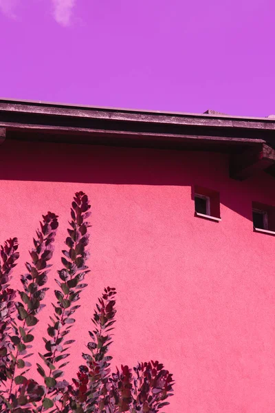Planten Roze Minimalistische Stijlvolle Behang Europese Locatie Reizen — Stockfoto