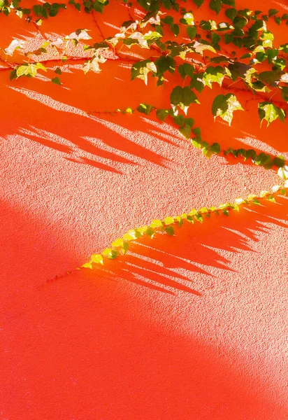 Тропічний Зелений Тіні Фонового Шпалер Любитель Рослин Подорож Європа — стокове фото