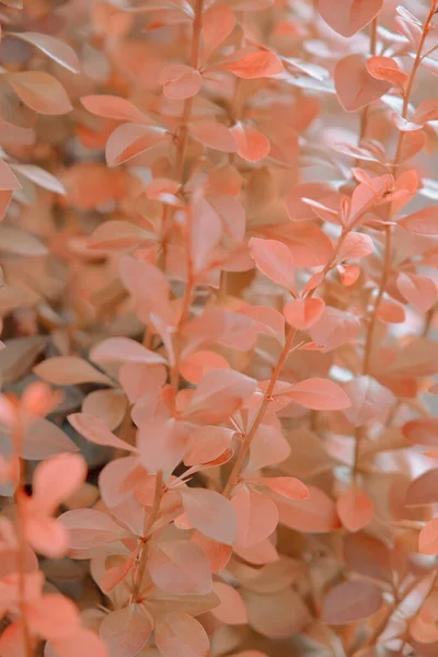 Lämnar Blommor Elegant Tapet Sommar Grön Natur Koncept — Stockfoto